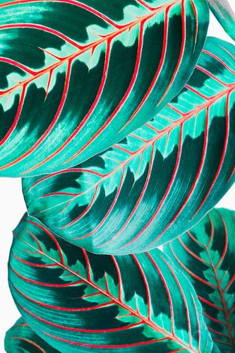 Jungle néon. Feuilles en bleu et rouge néon