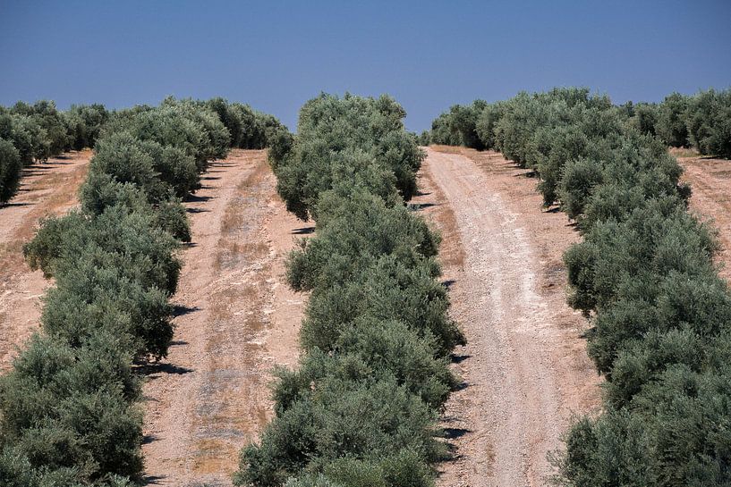 Olivenbäume von Martijn Smeets