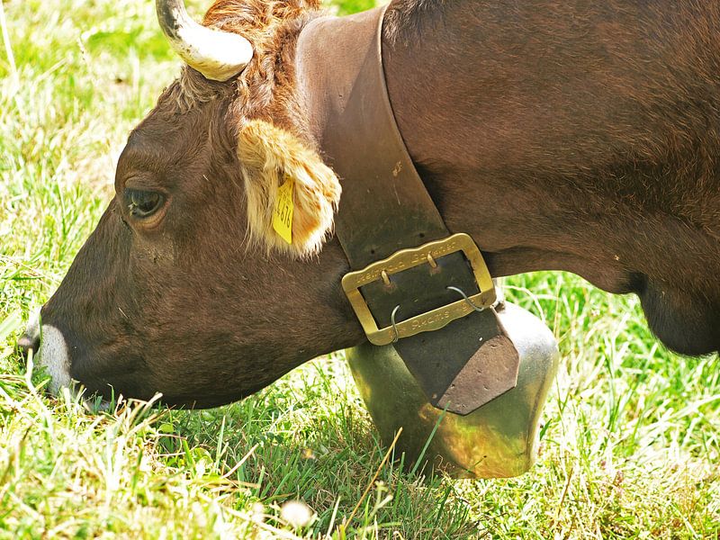 Grazing cow by Rinke Velds