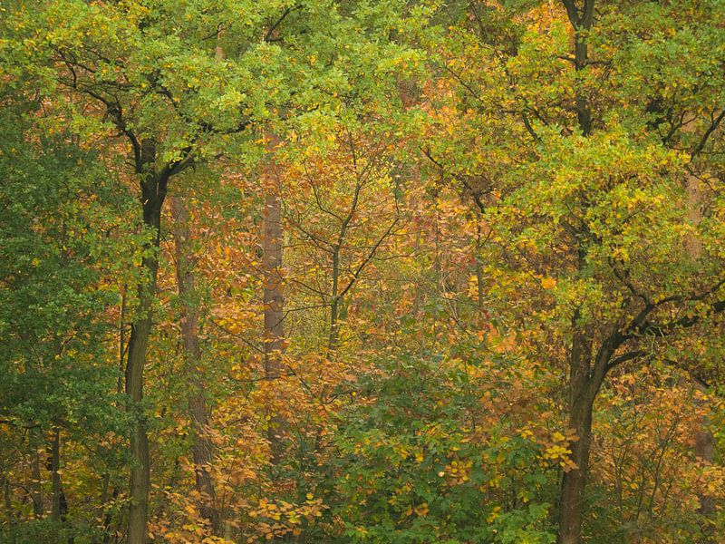 Herfstpatronen van Wendy Drent