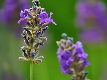 Fleurs de lavande 2