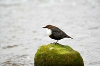 Black-bellied Dipper