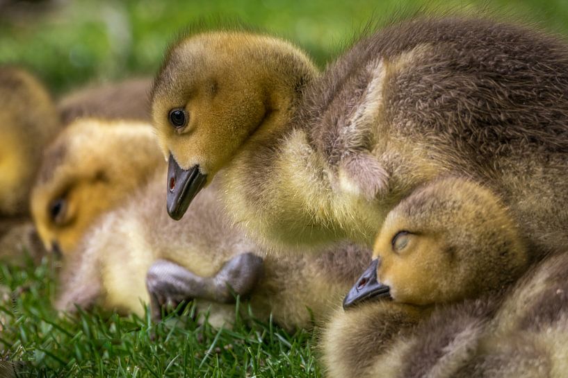 Poussins au repos de midi par Tobias Luxberg