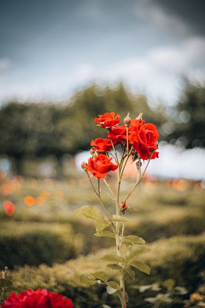 Roses en été par Jonas Lechner