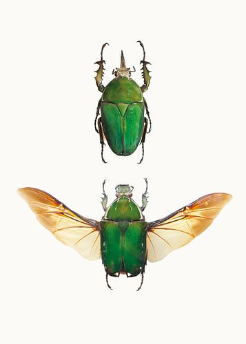 Cabinet de curiosités_Insectes_02 (vu dans vtwonen) sur Marielle Leenders