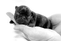 franse bulldog