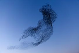 La danse de l'étourneau sur Wilma  Wijers Smeets