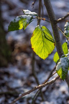Green leaf von ProPhoto Pictures