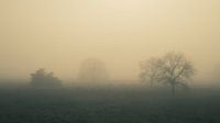 moutons dans le brouillard