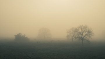 Schafe im Nebel von snippephotography