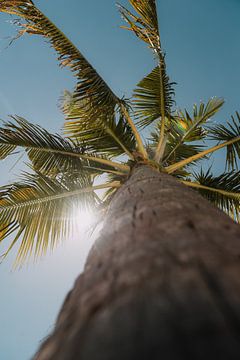 Tropical Paradise: Palm trees on a White Sandy Beach under Bright Blue Sky by Troy Wegman