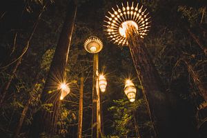 Rotorua Redwoods, Nieuw-Zeeland van Tom in 't Veld