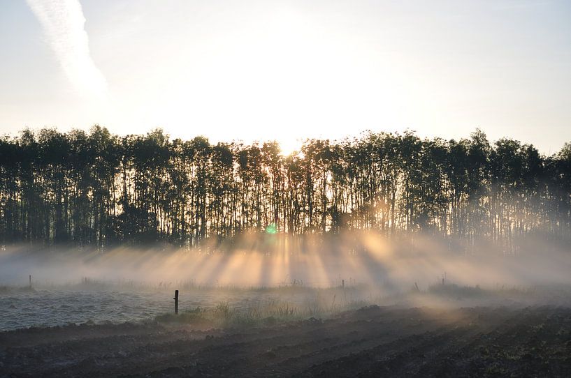 ochtendmist met de zon door de bomen te ter idzard von Marten Wieringa