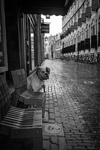 Amerikaanse bulldog, Utrecht. van André Bouterse