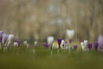 Crocus