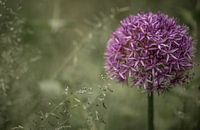 Schön lila blühende Zierzwiebel Allium in Pastellfarben
