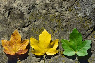 Herfstbladeren in verschillende kleuren van Ulrike Leone