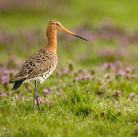 Frühlingslob: Anmutige Uferschnepfe von Sander Dreschler