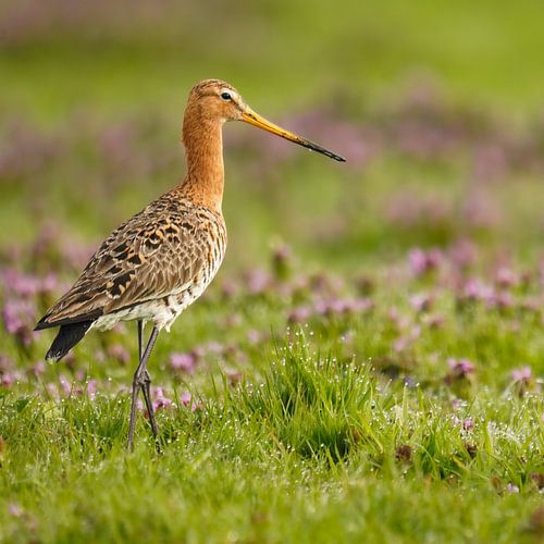 Éloge du printemps : la gracieuse Barge à queue noire
