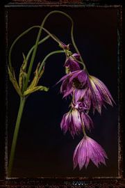 Old Flowers 1 by Henk Leijen