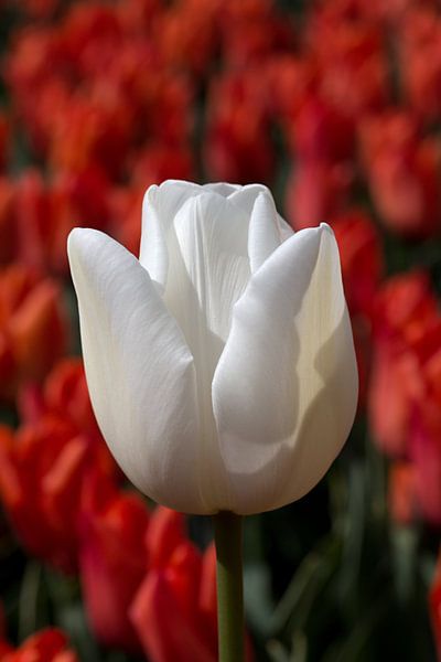 een witte tulp in een rood tulpenveld van W J Kok