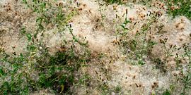 meadow by Stefan Havadi-Nagy