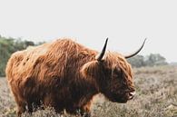 Porträt eines schottischen Hochlandbewohners in der Natur von Sjoerd van der Wal Fotografie Miniaturansicht