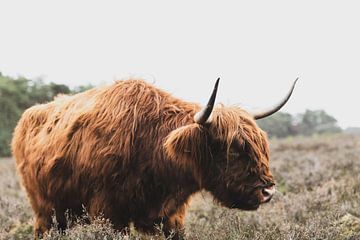 Portret van een Schotse Hooglander in de natuur