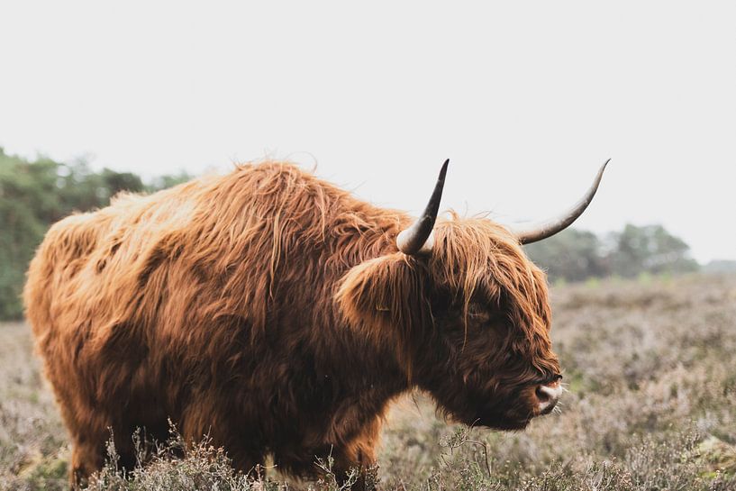 Porträt eines schottischen Hochlandbewohners in der Natur von Sjoerd van der Wal Fotografie