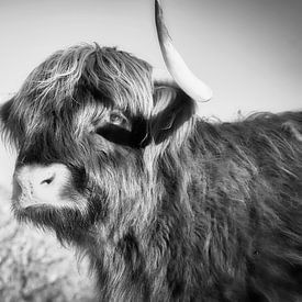 Portret van een Schotse Hooglander van WeVaFotografie