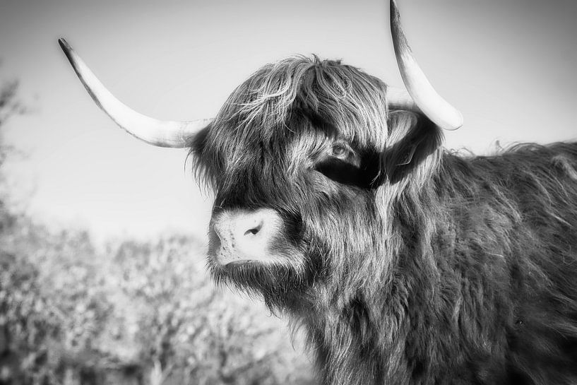 Portrait of a Scottish Highlander by WeVaFotografie