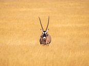 Wildlife in Afrika van Omega Fotografie thumbnail