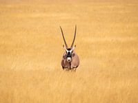 Wildlife in Afrika