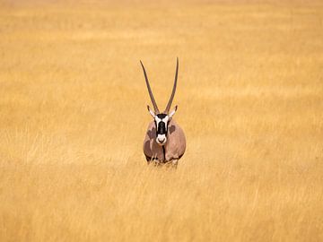 Wildlife in Afrika van Omega Fotografie