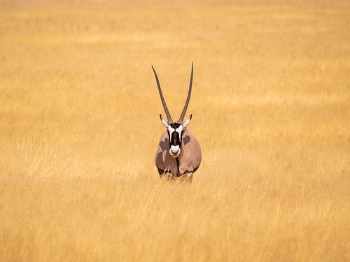 Wildlife in Afrika