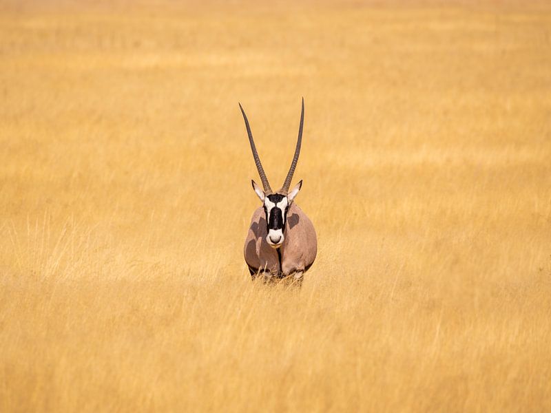 Wildlife in Afrika van Omega Fotografie