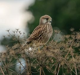 Ein Turmfalke untersucht sein Revier. von Zeno Swijtink