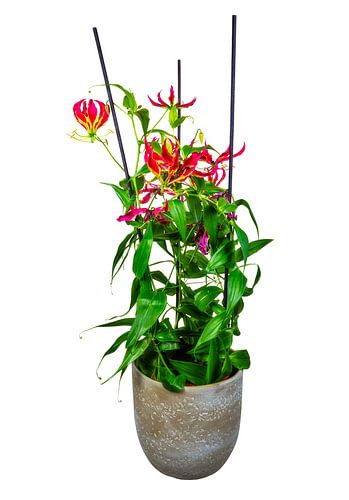 Plante de gloire en fleurs dans un pot de fleurs sur fond blanc