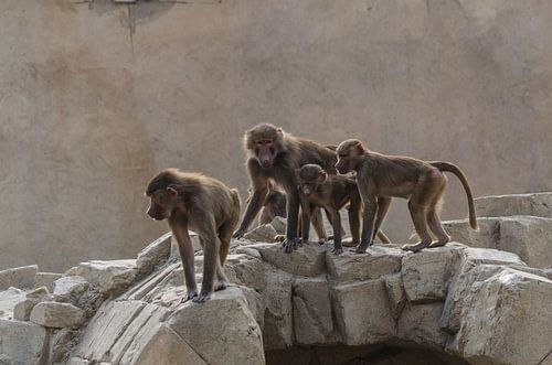 Monkeys crossing a stone bridge