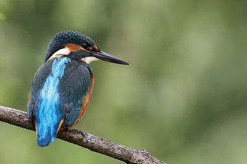 Kingfisher (Alcedo atthis) by Dirk Rüter