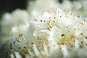 Blüte von Jan Eltink