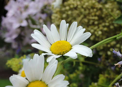 Margrieten in de zomerzon