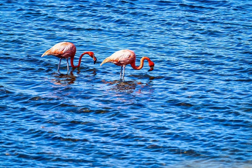 Une vue des flamants roses dans les Caraïbes par Andreas Völkel