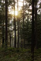 Sunset forest moss Hoge Veluwe Otterlo Hoenderloo Schaarsbergen