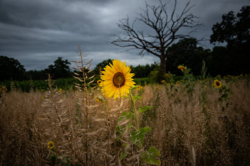 Sunflower Before the Storm by Geert Van Baelen