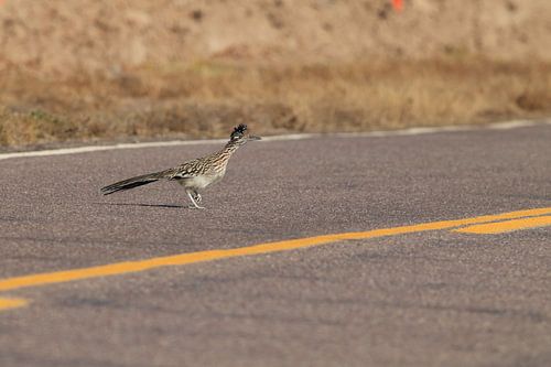 Roadrunner" coucou de route (Geococcyx californianus), aussi grand coucou de course ou cou