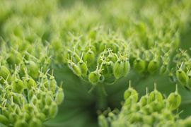 Couronne de berce du Caucase 3 sur Jaap Tanis