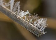 sneeuwvlokken op een rietstengel van Sandra Keereweer thumbnail