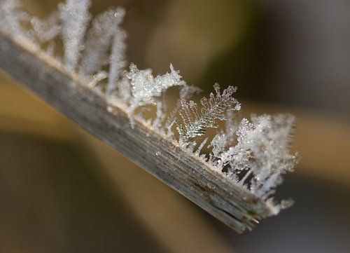 sneeuwvlokken op een rietstengel