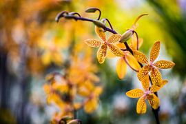 Sterrenbloemen in feloranje van Patrick Kilb